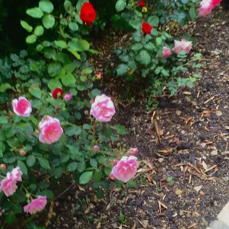 Large Garden 10min Walk To Old Town *